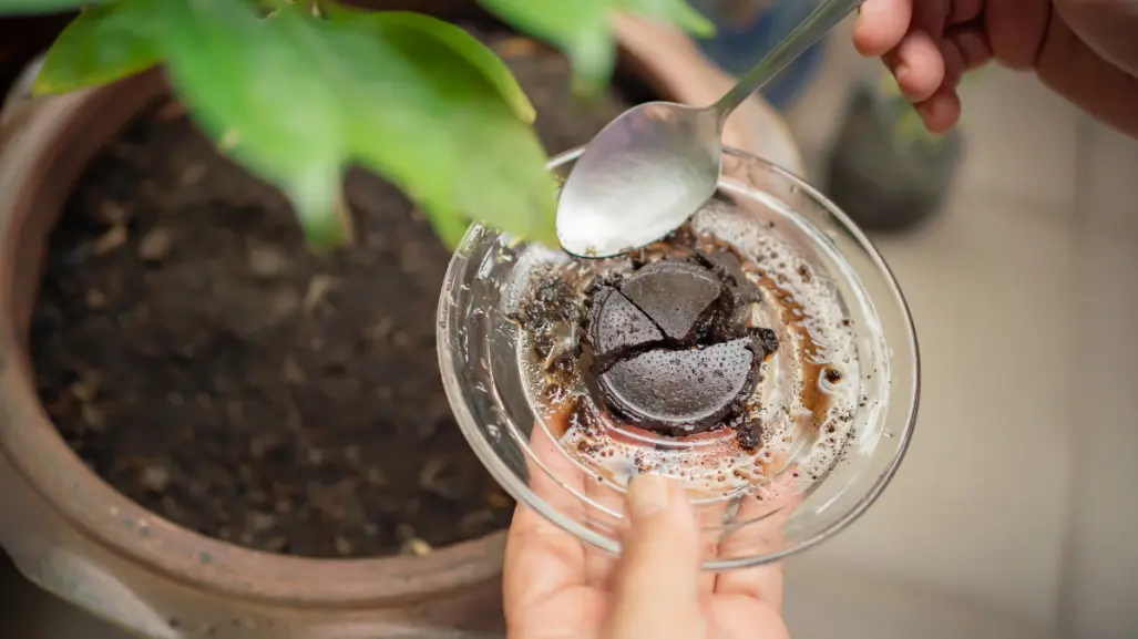 ¿El café como abono sirve o daña tus plantas, según la ciencia?