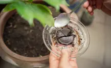 ¿El café como abono sirve o daña tus plantas, según la ciencia?