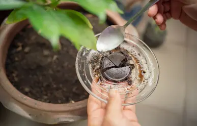 ¿El café como abono sirve o daña tus plantas, según la ciencia?