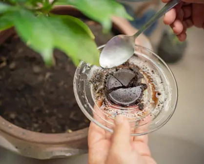 ¿El café como abono sirve o daña tus plantas, según la ciencia?