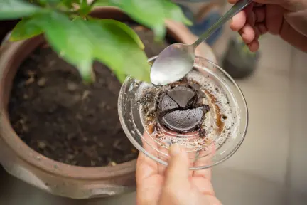¿El café como abono sirve o daña tus plantas, según la ciencia?
