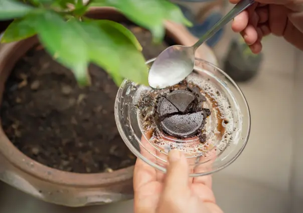 ¿El café como abono sirve o daña tus plantas, según la ciencia?