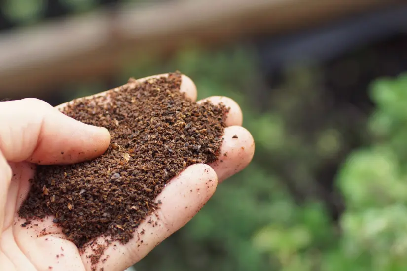 Muchos creen que los posos de café son un excelente fertilizante, pero su impacto en las plantas puede ser negativo. Foto: Canva
