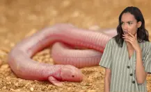 Ajolote de tierra: el extraño reptil con dos patas que solo vive en BCS