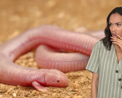 Ajolote de tierra: el extraño reptil con dos patas que solo vive en BCS