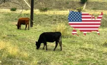 En esta fecha Durango volverá a exportar ganado a Estados Unidos tras cierre por gusano barrenador