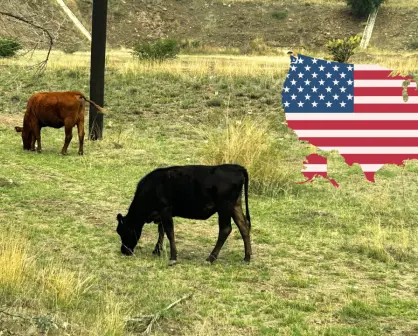 En esta fecha Durango volverá a exportar ganado a Estados Unidos tras cierre por gusano barrenador