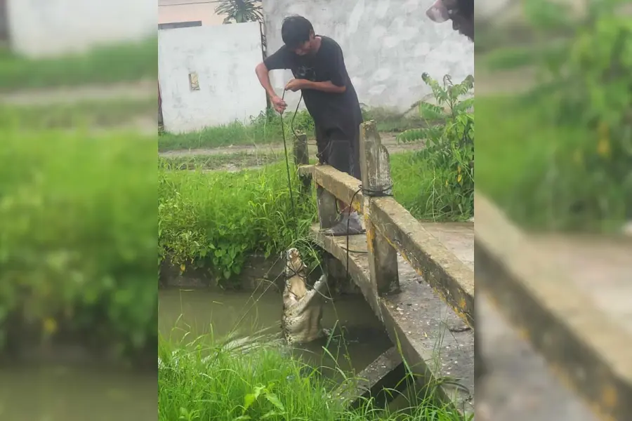 Niño captura cocodrilo de dos metros en Ciudad Madero: Autoridades remarcan ilegalidad del acto