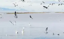 El río de Durango que le da vida a uno de los humedales más importantes de Norteamérica