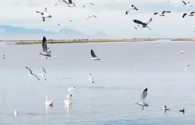 El río de Durango que le da vida a uno de los humedales más importantes de Norteamérica