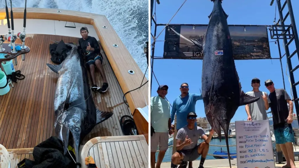 Captura récord en Los Cabos: pescador logra un marlín azul de 345 kg a bordo de El Suertudo