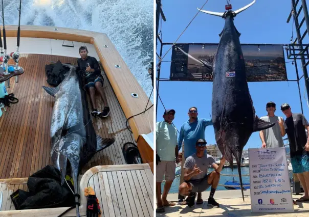 Captura récord en Los Cabos: pescador logra un marlín azul de 345 kg a bordo de El Suertudo