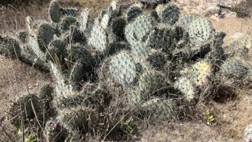 Foto: INaturalist