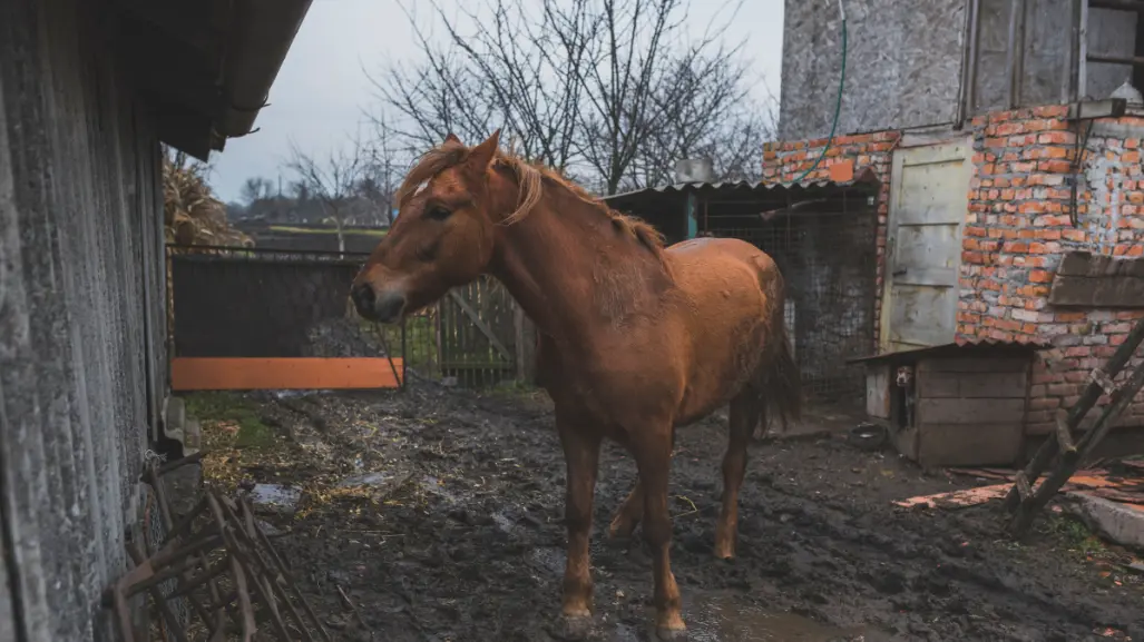 ¿Qué dice la ley de protección animal sobre el maltrato a los caballos por parte de carretoneros?