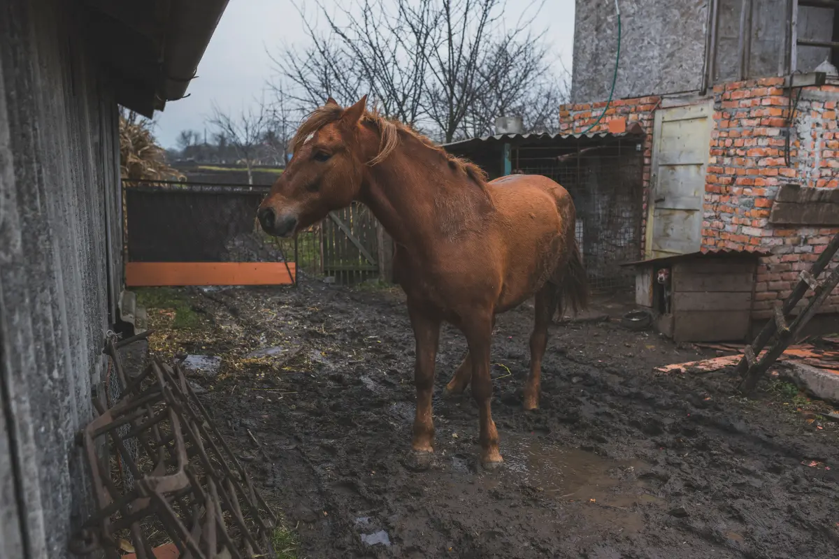 Desde el 2019 Nuevo León prohibió el uso de caballos para carretones y fijó sanciones por violencia contra los animales/Foto: Freepik