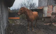 ¿Qué dice la ley de protección animal sobre el maltrato a los caballos por parte de carretoneros?