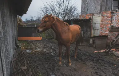 ¿Qué dice la ley de protección animal sobre el maltrato a los caballos por parte de carretoneros?