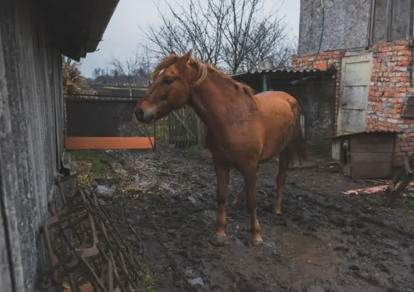 ¿Qué dice la ley de protección animal sobre el maltrato a los caballos por parte de carretoneros?