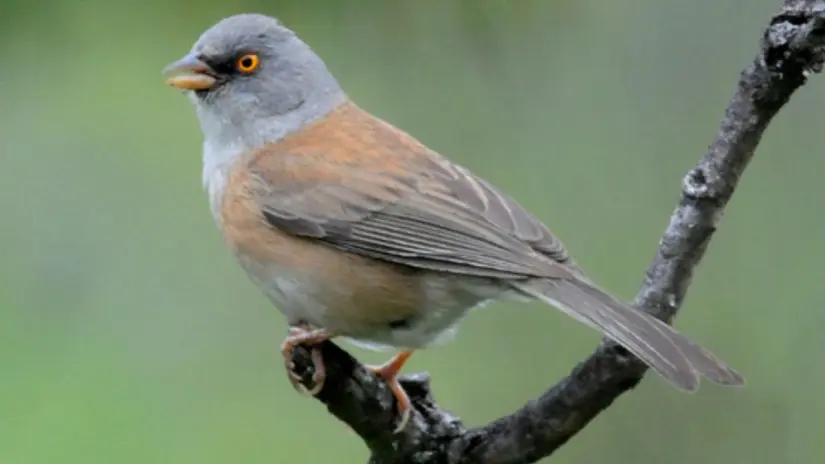 Foto: INaturalist