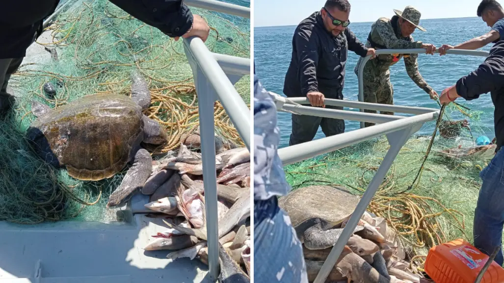Pesca ilegal en BCS: liberan más de 100 animales atrapados en redes prohibidas