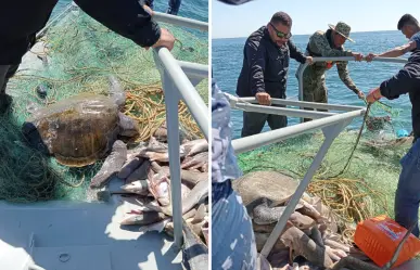Pesca ilegal en BCS: liberan más de 100 animales atrapados en redes prohibidas