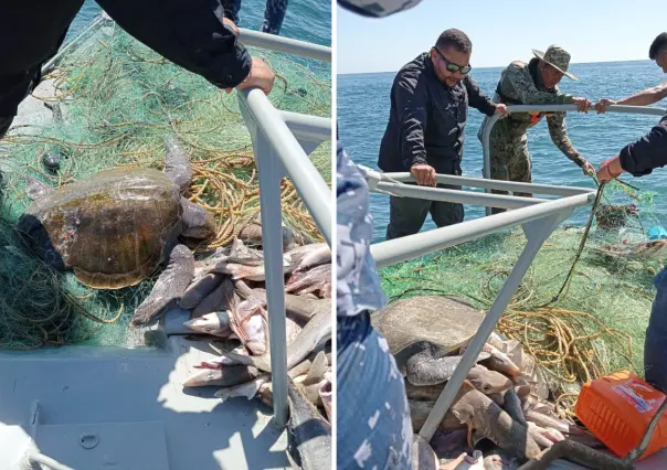 Pesca ilegal en BCS: liberan más de 100 animales atrapados en redes prohibidas