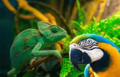 Estos son los requisitos para contar con un animal exótico en Nuevo León