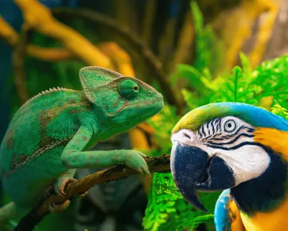 Estos son los requisitos para contar con un animal exótico en Nuevo León