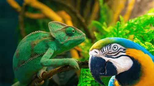 Estos son los requisitos para contar con un animal exótico en Nuevo León