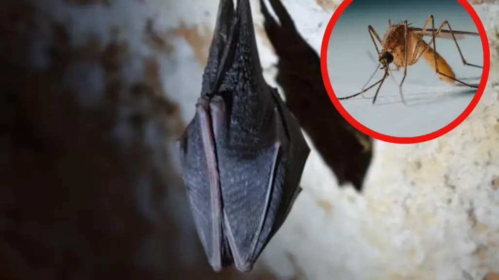 El animal nativo de Tamaulipas que come hasta 1000 insectos en 60 minutos