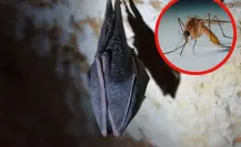 El animal nativo de Tamaulipas que come hasta 1000 insectos en 60 minutos