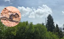 El animal nativo de Durango que cabe en la palma de tu mano pero que luce como un antílope