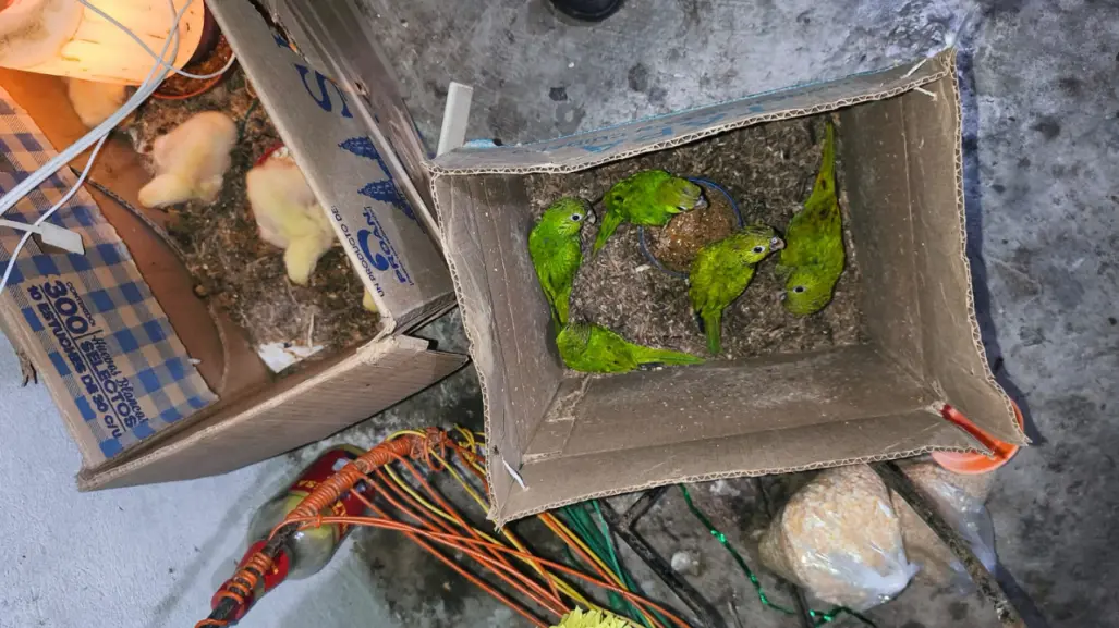 Arrestan a personas que capturaban y vendían aves y tortugas exóticas en Tabasco
