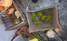 Arrestan a personas que capturaban y vendían aves y tortugas exóticas en Tabasco