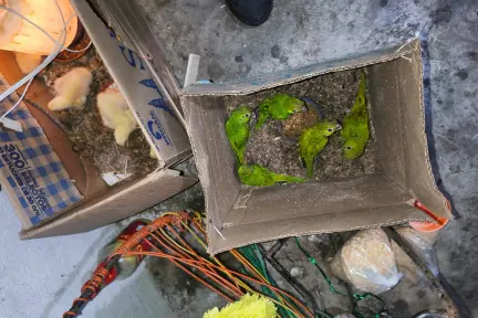 Arrestan a personas que capturaban y vendían aves y tortugas exóticas en Tabasco