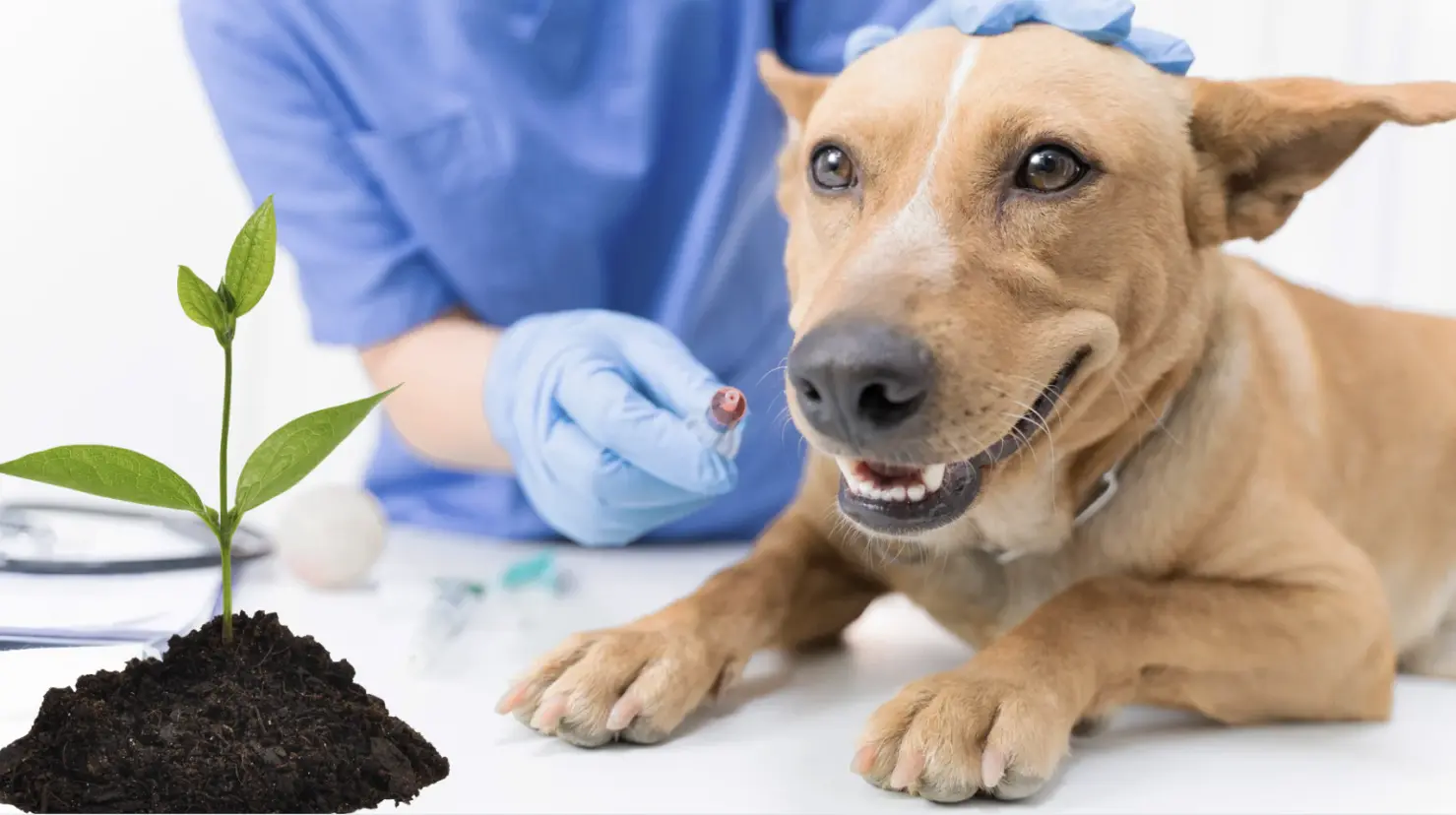 Así puedes recibir una planta gratis y vacunar a tu mascota. (Fotografía: Canva)