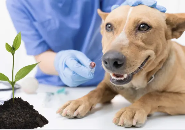 Vacuna a tu mascota y llévate una planta con esta jornada en Torreón