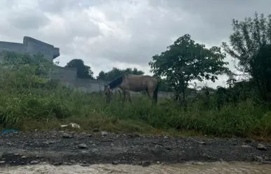Carretoneros: así afectan a los ciudadanos en Nuevo León... y a los caballos