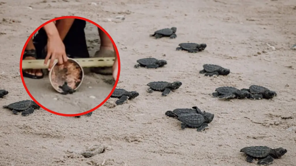 Refuerzan protección de la tortuga Lora en Matamoros