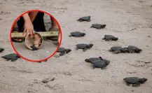 Refuerzan protección de la tortuga Lora en Matamoros