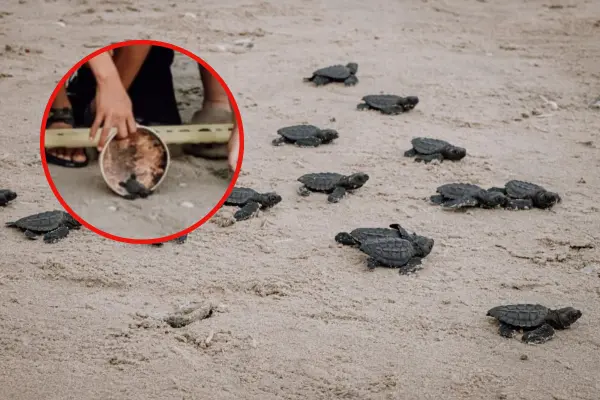 Refuerzan protección de la tortuga Lora en Matamoros