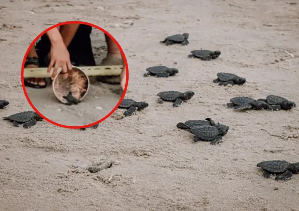 Refuerzan protección de la tortuga Lora en Matamoros