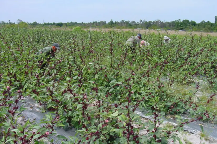 El cultivo de jamaica en Tamaulipas está focalizado a pequeñas regiones con un clima propicio para su desarrollo. Foto: Wikipedia