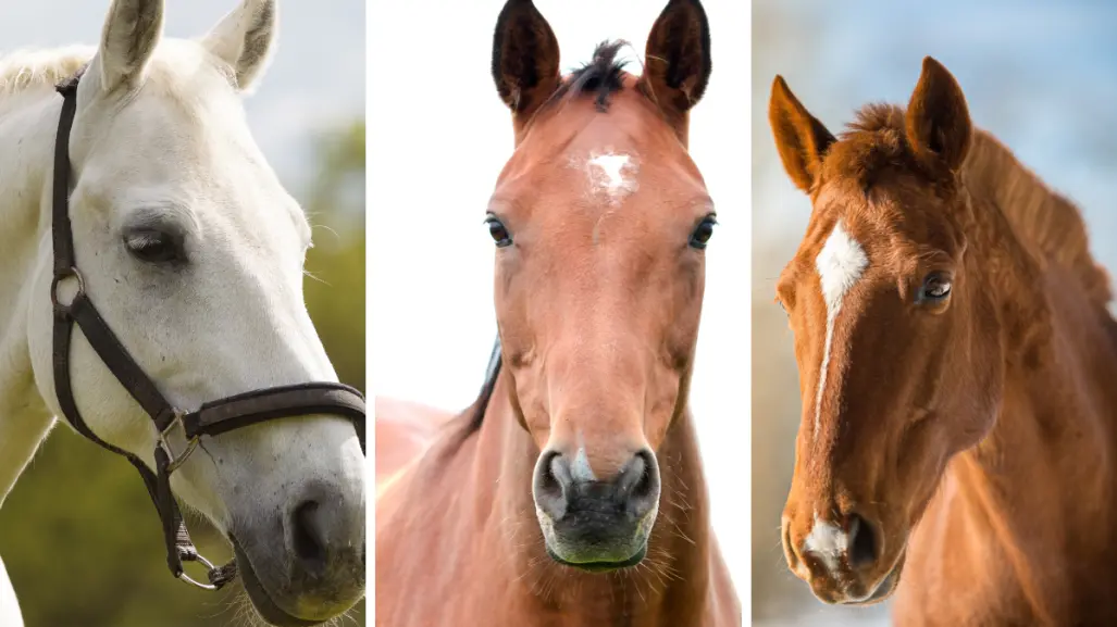 Elige uno de estos caballos y descubre cuál es tu talento oculto