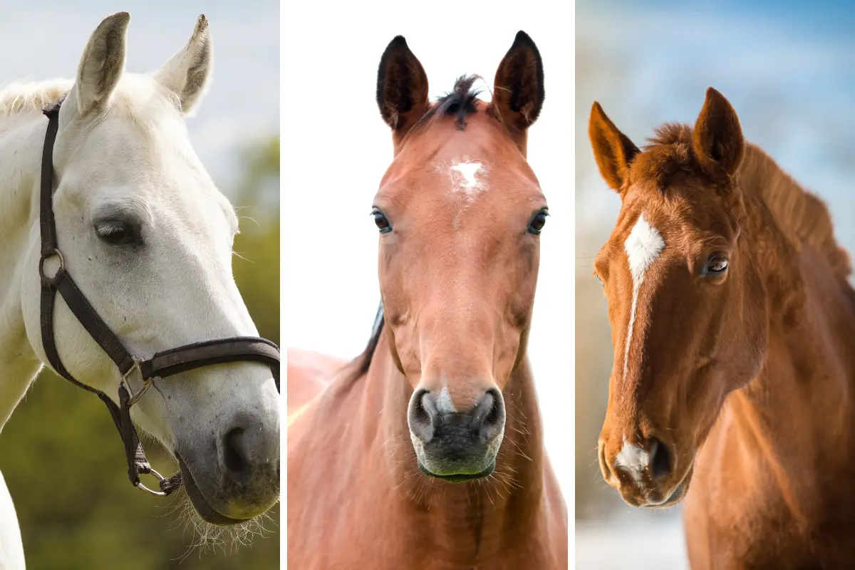 Participa en este juego divertido y revela un rasgo de tu personalidad eligiendo uno de los caballos propuestos. Foto: Canva