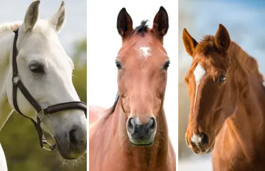 Elige uno de estos caballos y descubre cuál es tu talento oculto