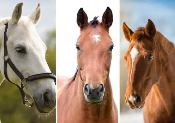 Elige uno de estos caballos y descubre cuál es tu talento oculto