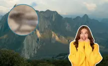 Este animal nativo de Nuevo León es un atleta del monte que corre más rápido que un coche en terracería