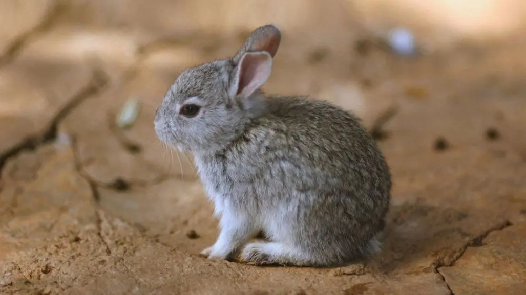 Este animal nativo del Edomex es el único en México que "habla" con vocalizaciones
