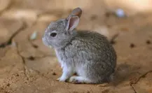 Este animal nativo del Edomex es el único en México que “habla” con vocalizaciones